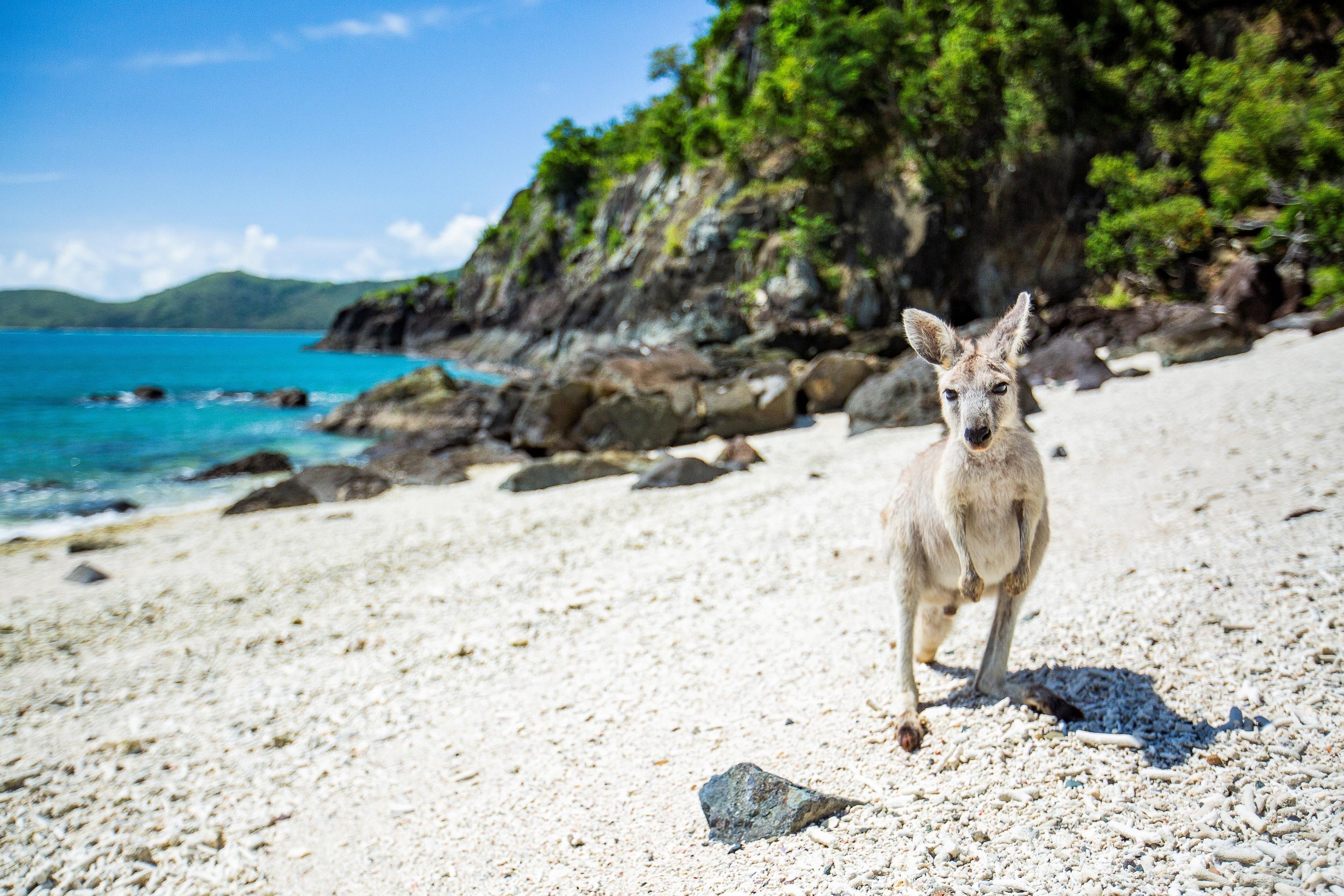 Daydream Island Resort Екстер'єр фото